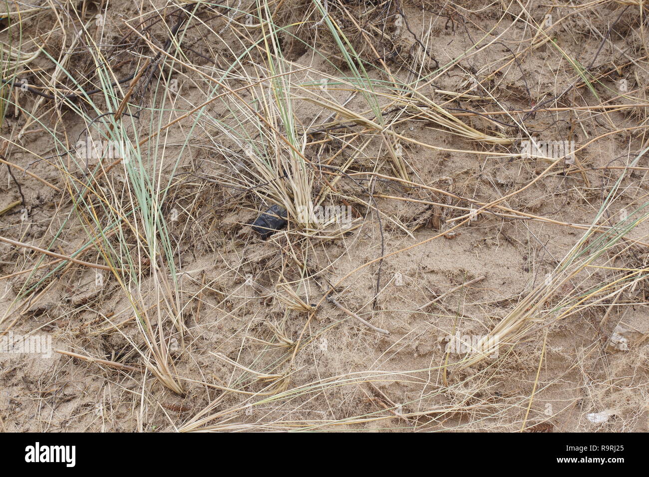 Ausgedehntes Wurzelsystem der Marram Ammophila arenaria (Gras) Stockfoto