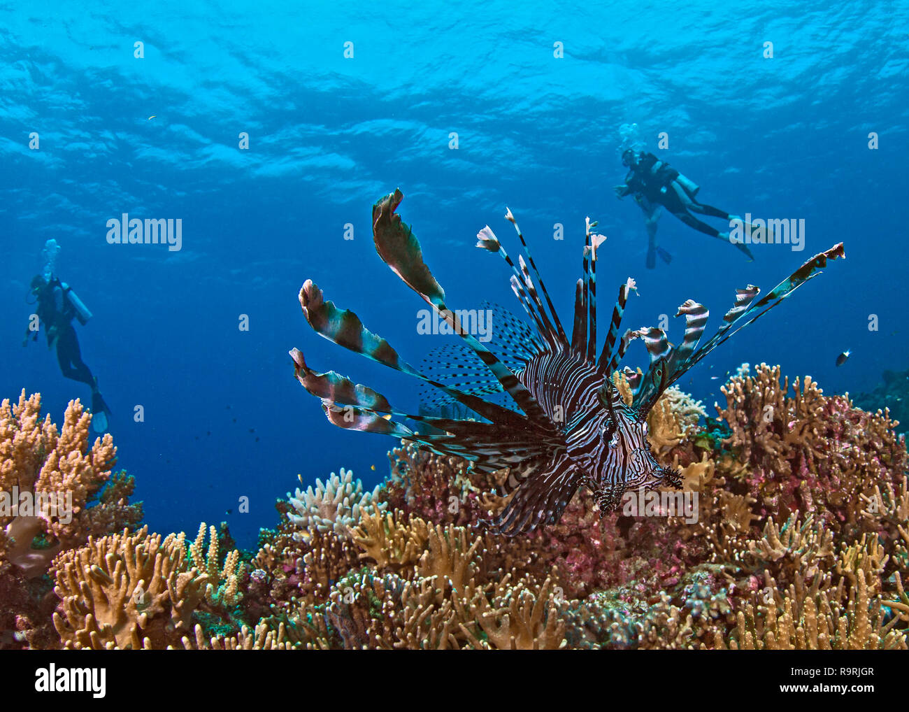 Schließen focus Weitwinkel- Bild der Feuerfische auf Korallenriff mit Taucher in blue water Hintergrund. Spratly Inseln im Südchinesischen Meer. Stockfoto