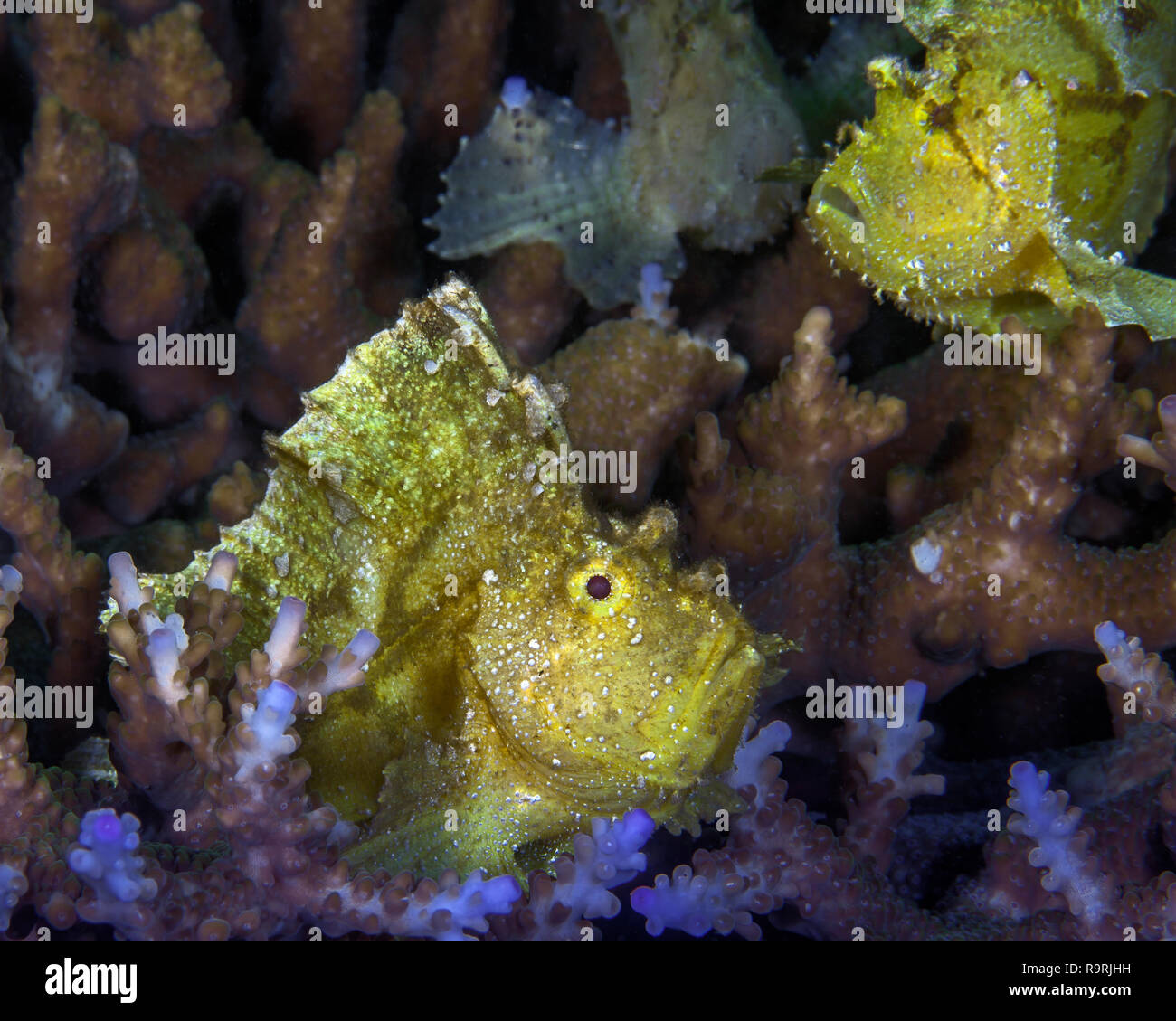 Yellow Leaf scorpionfish (Taenianotus triacanthus) auf der Lauer getarnt unter den Korallen. Ambon Bay, Indonesien. Stockfoto