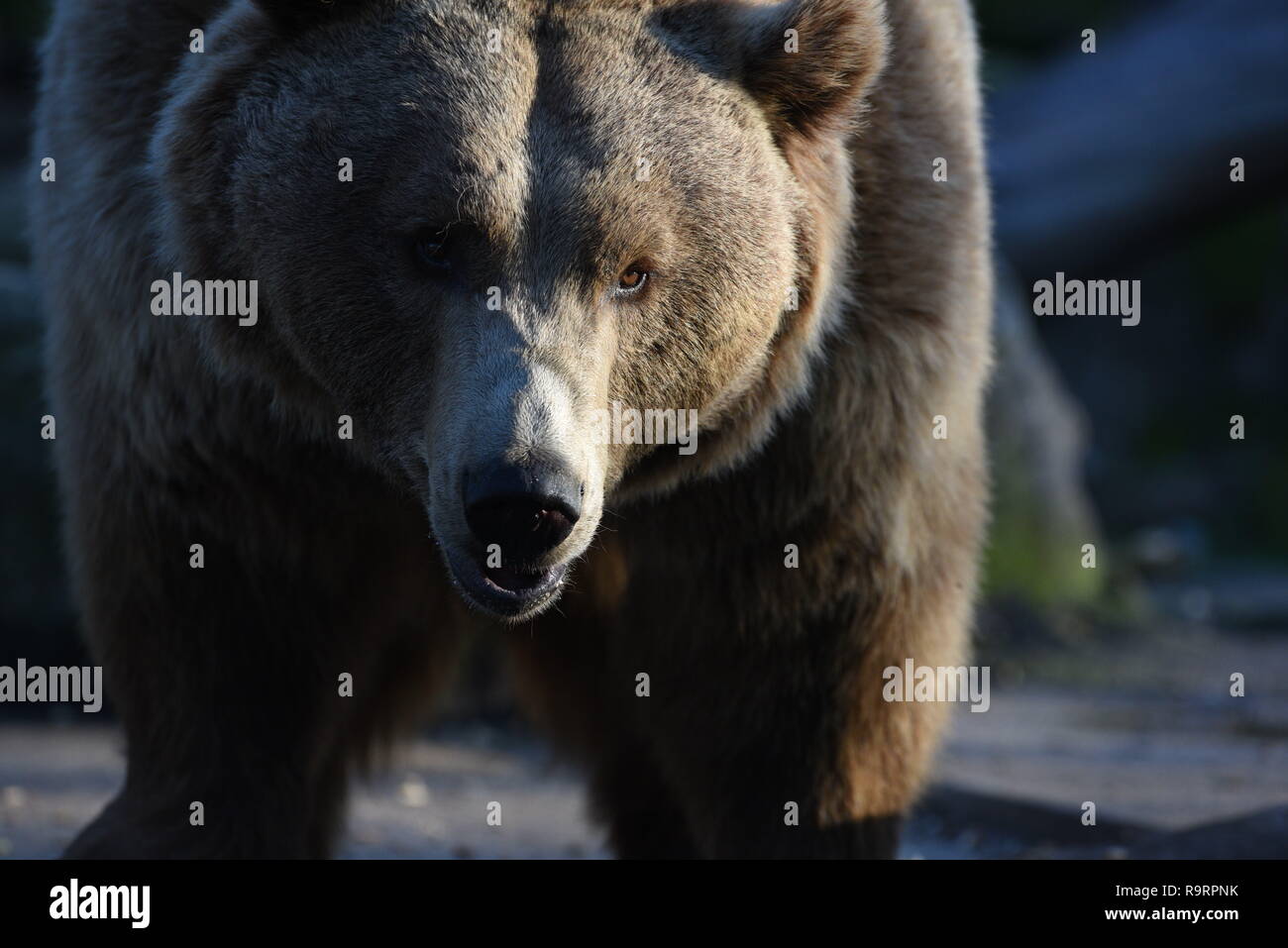 Madrid, Madrid, Spanien. 27 Dez, 2018. Ein Braunbär gesehen Warten auf das Essen im Zoo Madrid. Der Braunbär (Ursus arctos) ist die größte terrestrische Fleischesser. In der Wildnis es über viel im nördlichen Eurasien und Nordamerika verteilt wird. Es bleibt als Least Concern Arten von der IUCN mit einer Bevölkerung von etwa 200.000 aufgeführt. Quelle: John milner/SOPA Images/ZUMA Draht/Alamy leben Nachrichten Stockfoto