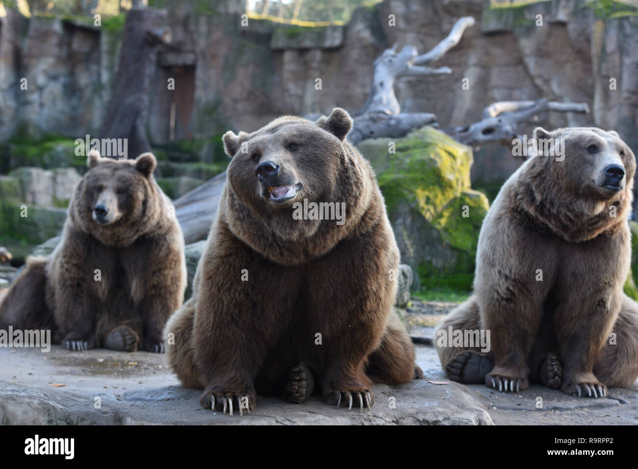 Madrid, Madrid, Spanien. 27 Dez, 2018. Drei Braunbären gesehen Warten auf das Essen im Zoo Madrid. Der Braunbär (Ursus arctos) ist die größte terrestrische Fleischesser. In der Wildnis es über viel im nördlichen Eurasien und Nordamerika verteilt wird. Es bleibt als Least Concern Arten von der IUCN mit einer Bevölkerung von etwa 200.000 aufgeführt. Quelle: John milner/SOPA Images/ZUMA Draht/Alamy leben Nachrichten Stockfoto