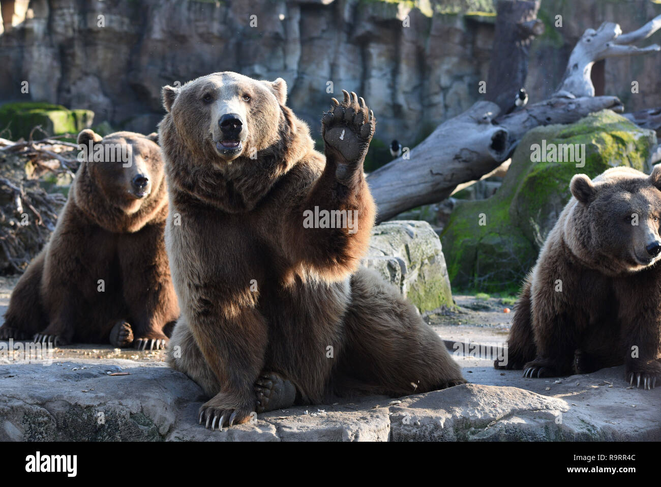 Madrid, Spanien. 27 Dez, 2018. Drei Braunbären gesehen Warten auf das Essen im Zoo Madrid. Der Braunbär (Ursus arctos) ist die größte terrestrische Fleischesser. In der Wildnis es über viel im nördlichen Eurasien und Nordamerika verteilt wird. Es bleibt als Least Concern Arten von der IUCN mit einer Bevölkerung von etwa 200.000 aufgeführt. Quelle: John milner/SOPA Images/ZUMA Draht/Alamy leben Nachrichten Stockfoto