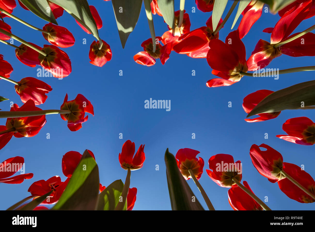 Der konzentrischen Einstellung von roten Tulpen zeigen auf einen blau leuchtenden Frühling Himmel ohne Wolken Stockfoto