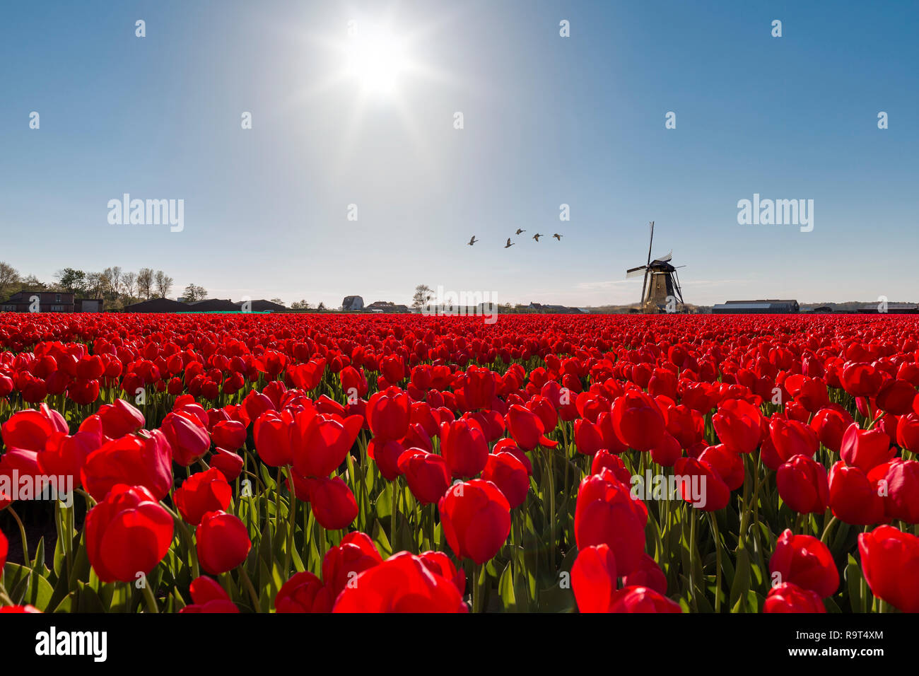 Rote Tulpen Bauernhof mit einer holländischen Windmühle am Horizont unter der hellen Sonne leuchtet in Niederlande Stockfoto