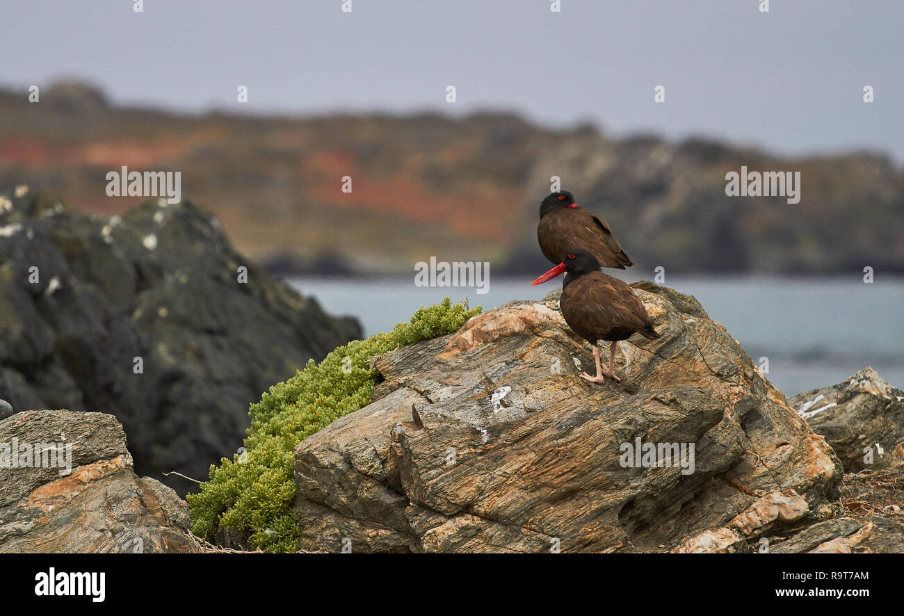 Pilpilen im Norden von Chile. Reihenfolge der Foto-Bird in Chile Stockfoto