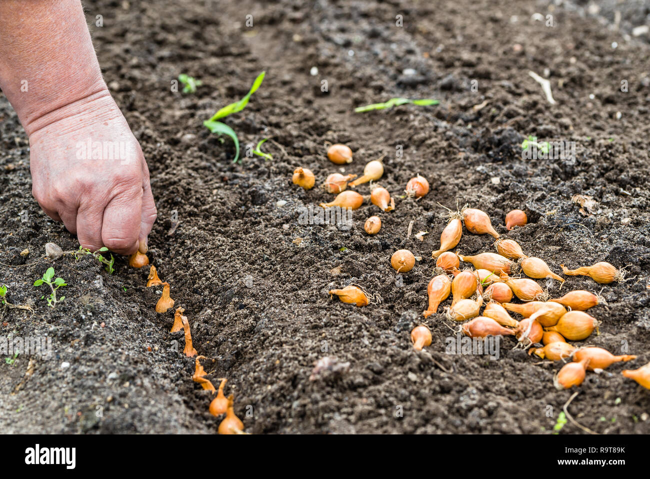 Hand einpflanzen Zwiebel im Gemüsegarten. Frühling im Garten arbeiten. Stockfoto