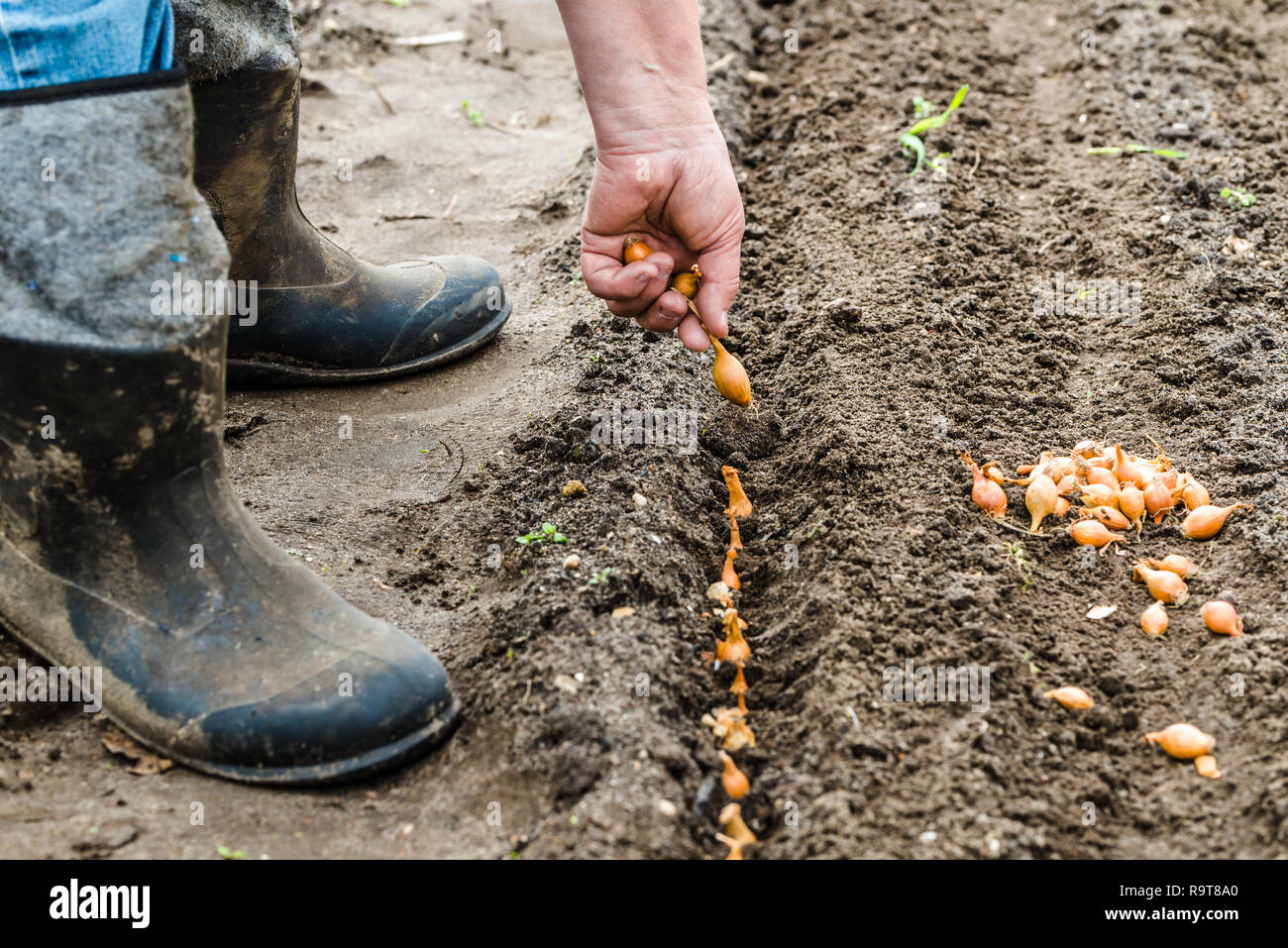 Bauer einpflanzen Zwiebel zu Boden im Gemüsegarten, Frühling Gartenarbeit Stockfoto