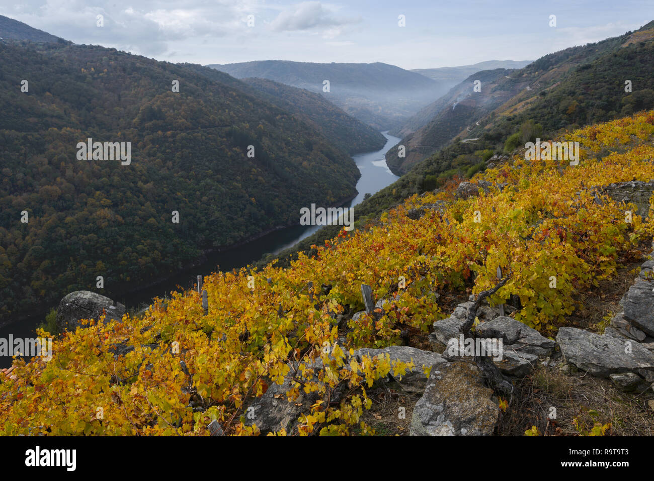 Herbstliche Farben in den Weinbergen auf dem Fluss Sil, in der Ribeira Sacra, nüchtern, Galicien Stockfoto
