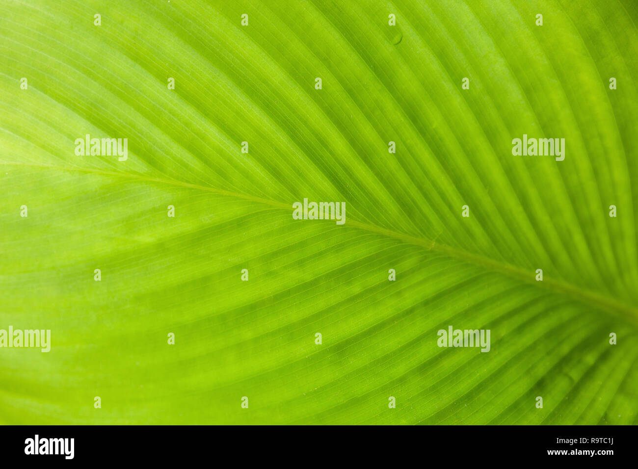 Abstrakte Textur Detail von grünes Blatt mit Licht von hinten, Natur Hintergrund mit Blattstruktur, Close-up. Stockfoto