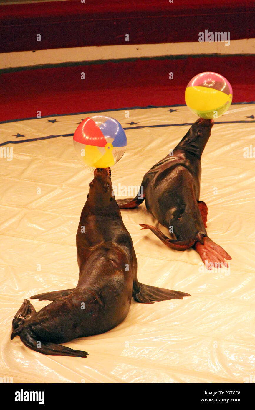 Ausgebildete Pelzrobben, die Show mit Kugeln auf zirkusarena. Meeressäuger durchführen in der Arena des Circus. Die Leistung von Pelzrobben in Circus Stockfoto