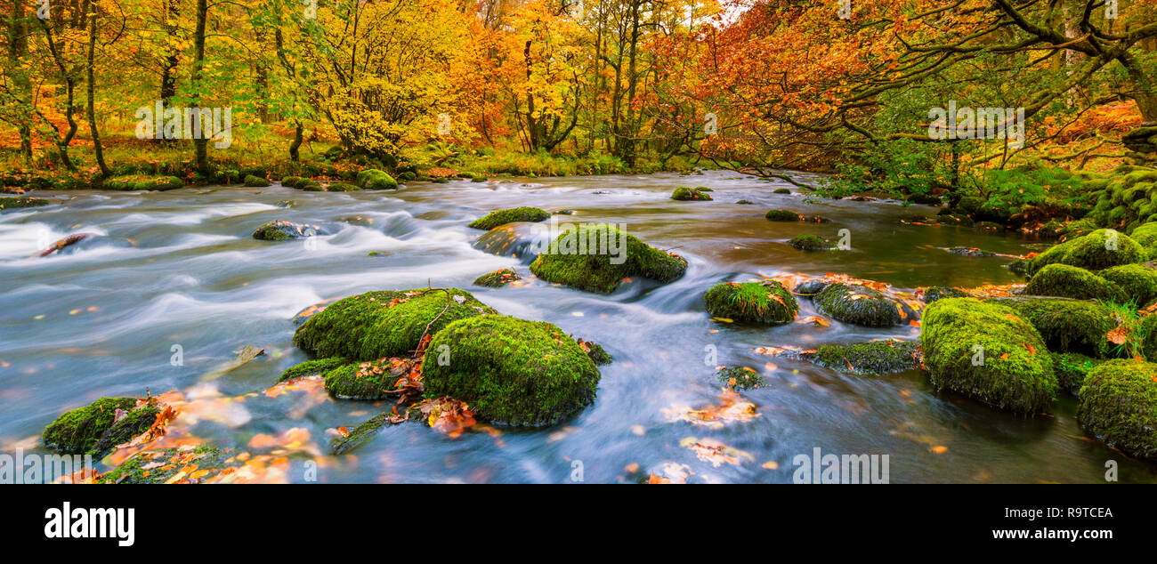 Bunte herbstliche Blick auf den Fluss Rothay mit Blick in Richtung Grasmere & Penny Woods. Moos bedeckt Felsen & Herbst Blätter füllen im Vordergrund das Pano. Stockfoto