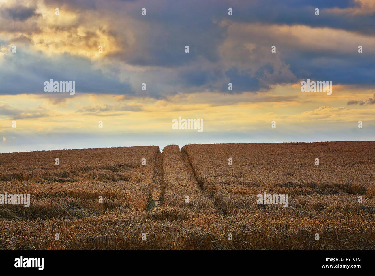 Traktor durch Kornfeld bei Sonnenuntergang. Im Hintergrund sehen Sie Himmel Wolken und Sonne. Stockfoto