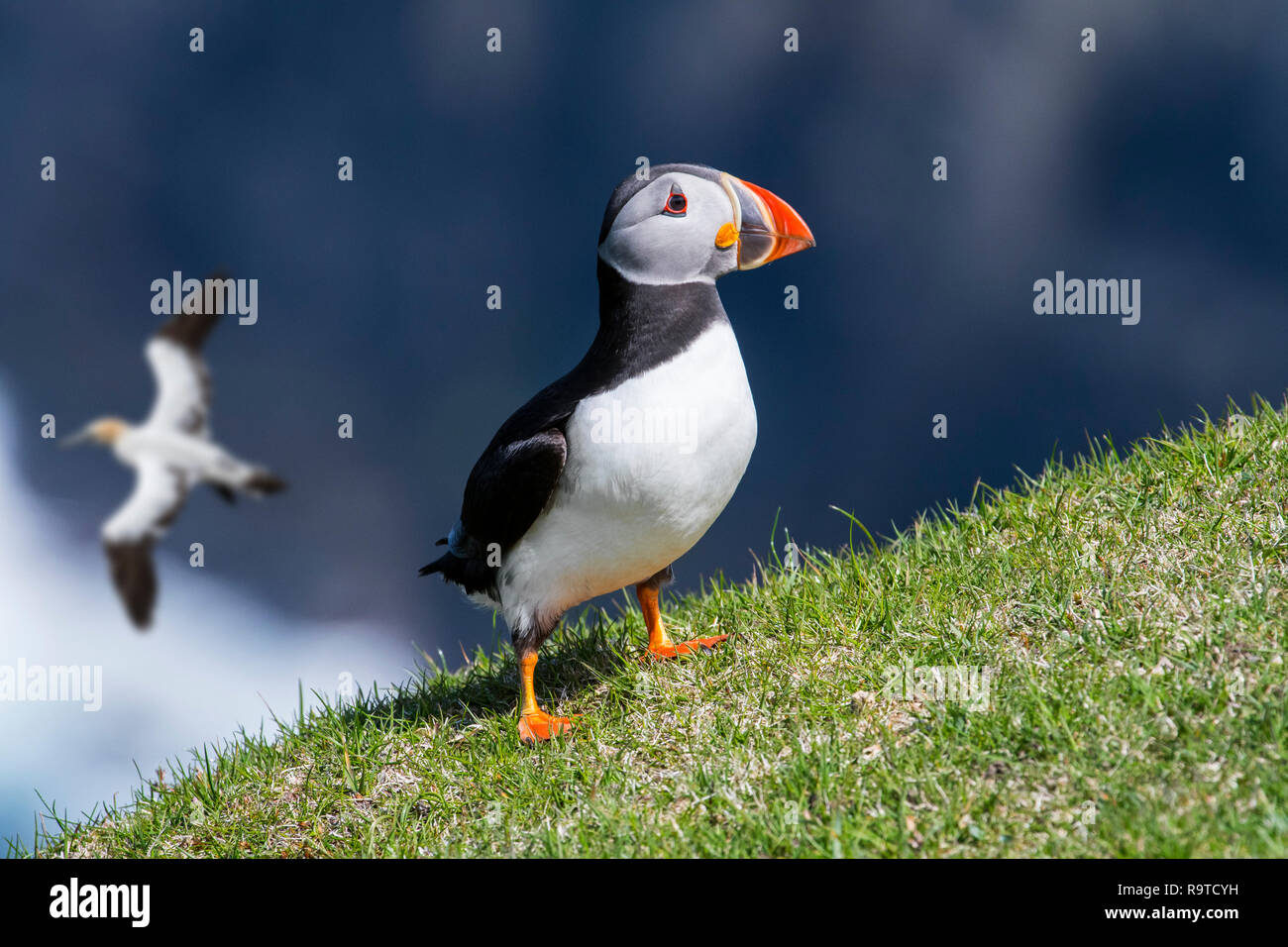 Papageitaucher (Fratercula arctica) am Meer auf einer Klippe in seabird Kolonie und Northern gannet vorbei, Hermaness, Unst, Shetlandinseln, Schottland Stockfoto