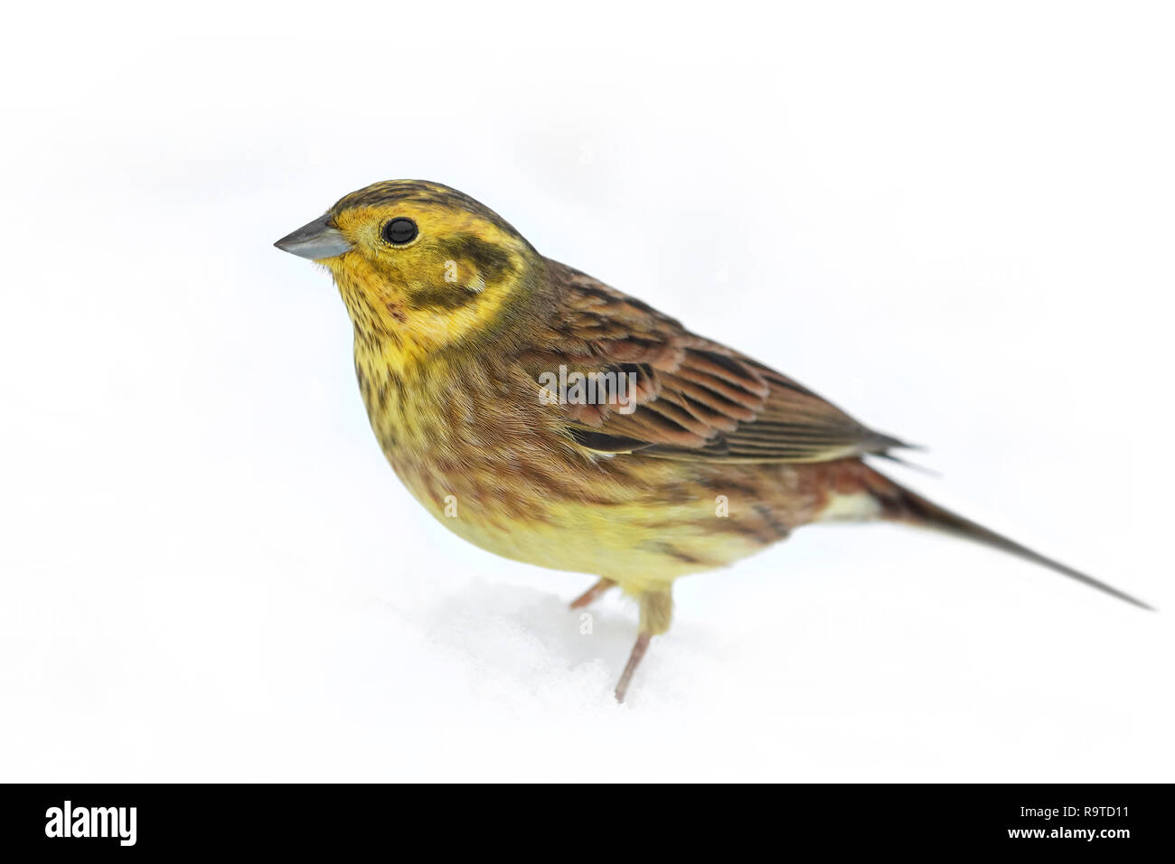 Die Goldammer wären auf dem Boden im Schnee Stockfoto