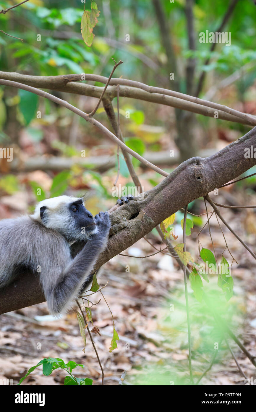 Grau Langur (Semnopithecus Hector) ruht auf Zweig. Corbett National Park. Uttarakhand. Indien. Stockfoto