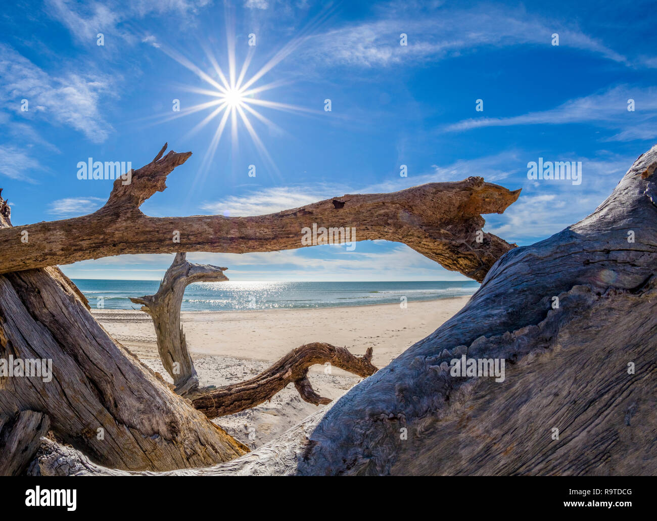 Treibholz am Golf von Mexiko Strand auf St. George Island im pfannenstiel oder vergessene Küste von Florida in den Vereinigten Staaten Stockfoto