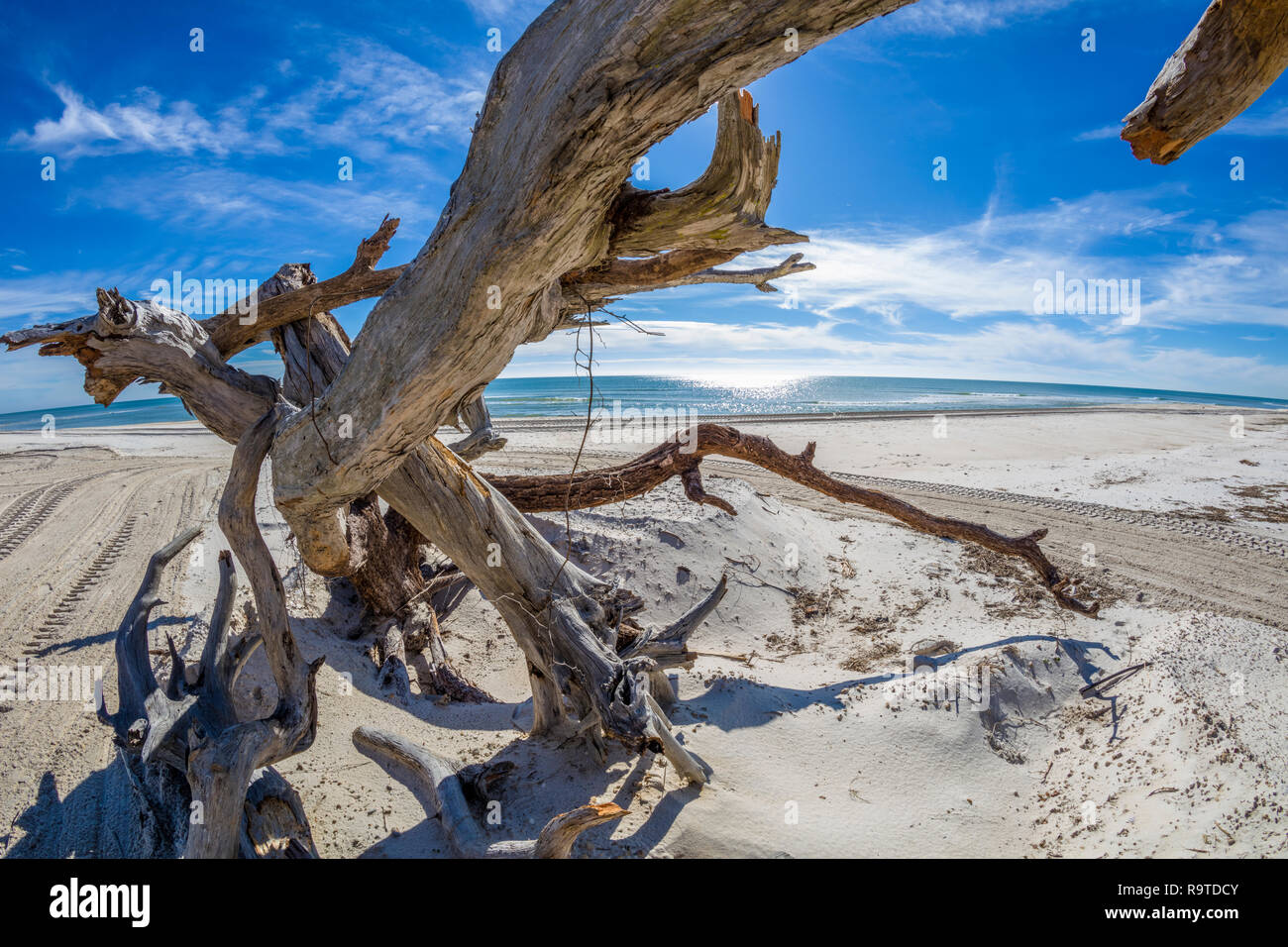 Treibholz am Golf von Mexiko Strand auf St. George Island im pfannenstiel oder vergessene Küste von Florida in den Vereinigten Staaten Stockfoto