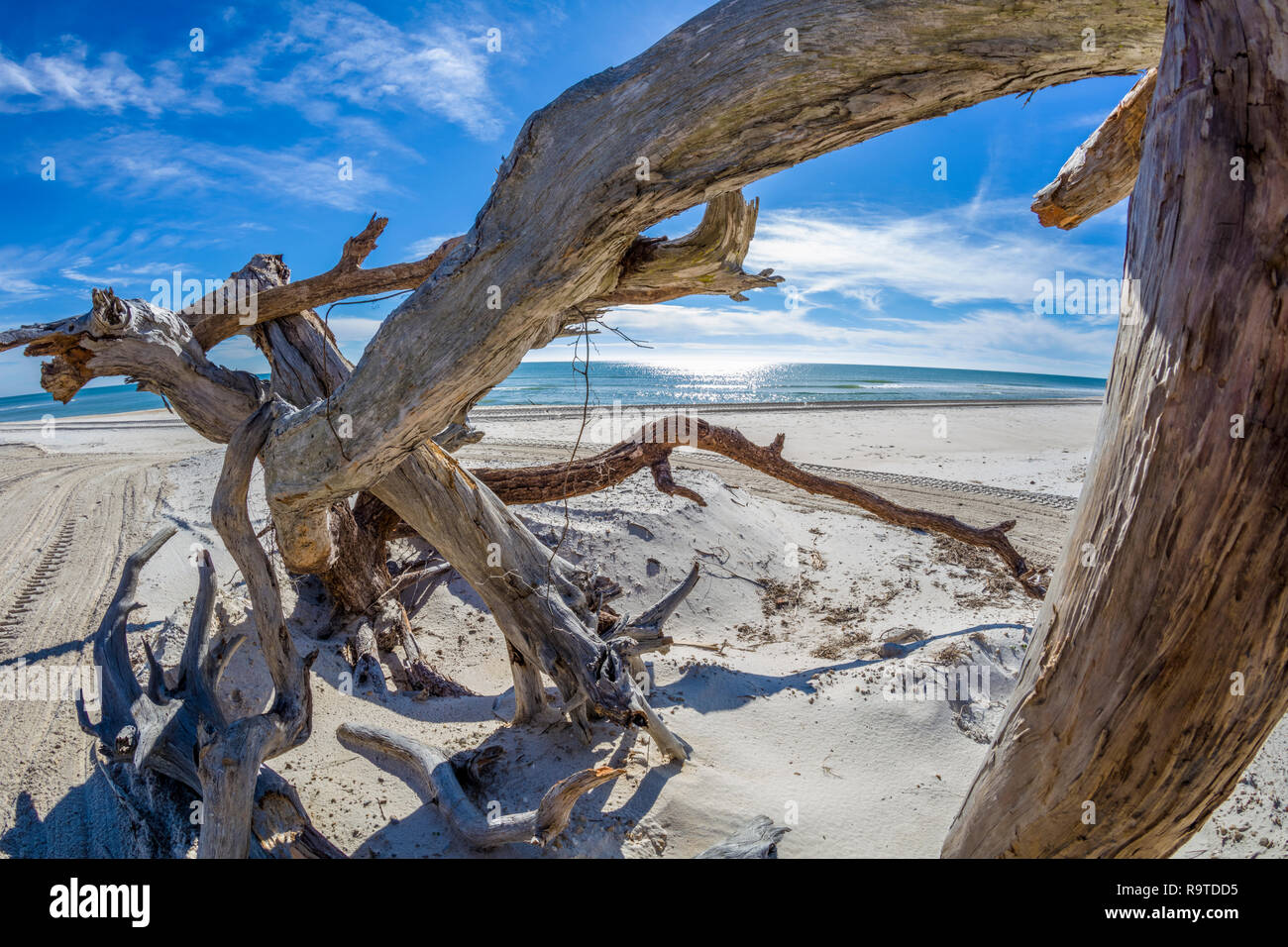 Treibholz am Golf von Mexiko Strand auf St. George Island im pfannenstiel oder vergessene Küste von Florida in den Vereinigten Staaten Stockfoto