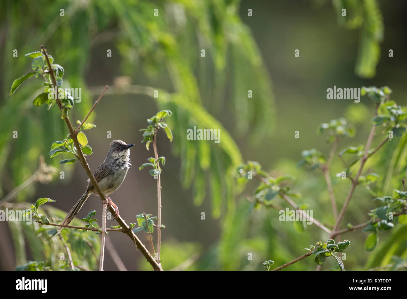 Gestreift (Prinia crinigera Prinia) auf Zweig thront. Pangot. Nainital Bezirk. Uttarakhand. Indien. Stockfoto