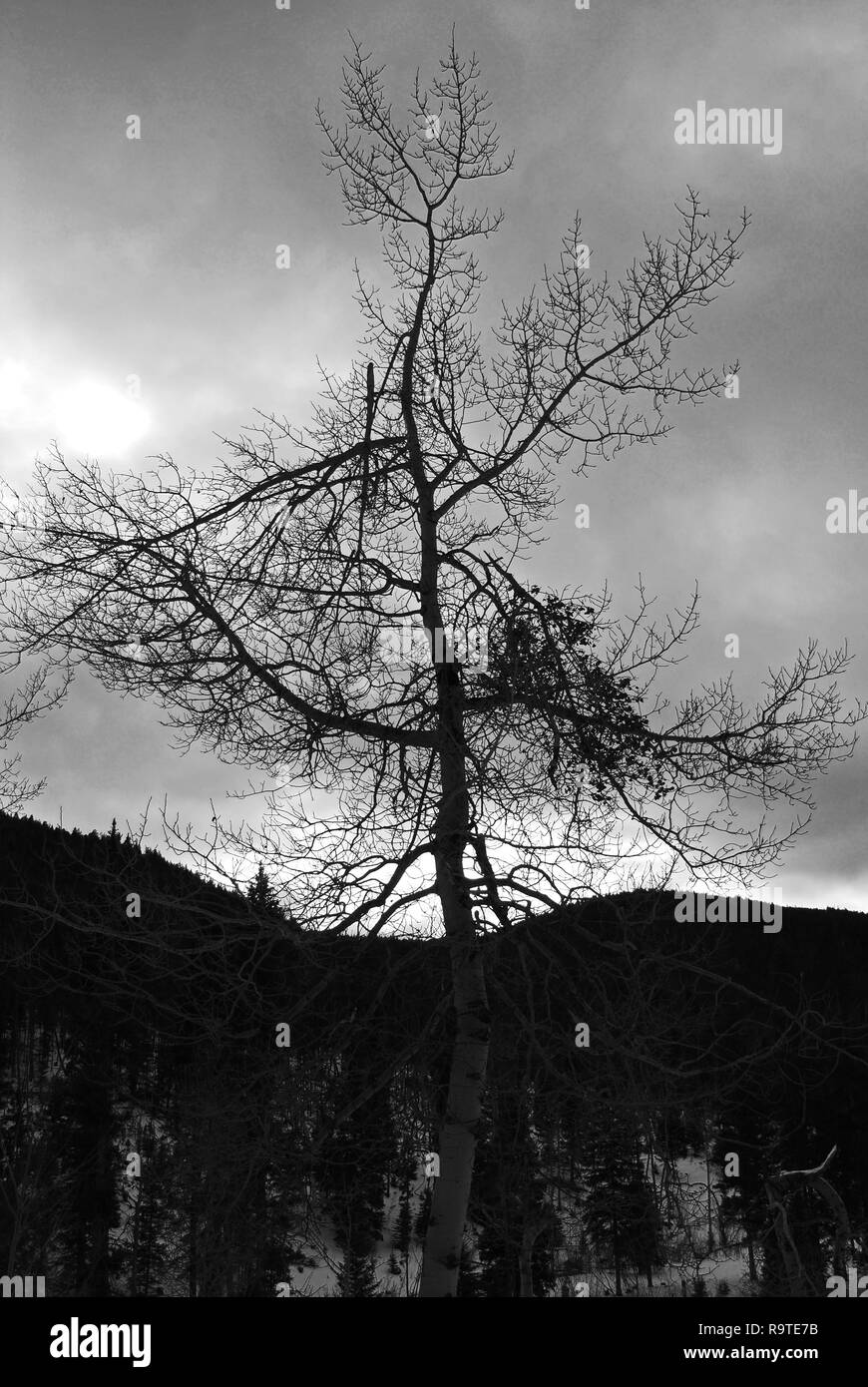 Schwarz Weiß Foto von Aspen nach Sturz Stockfoto