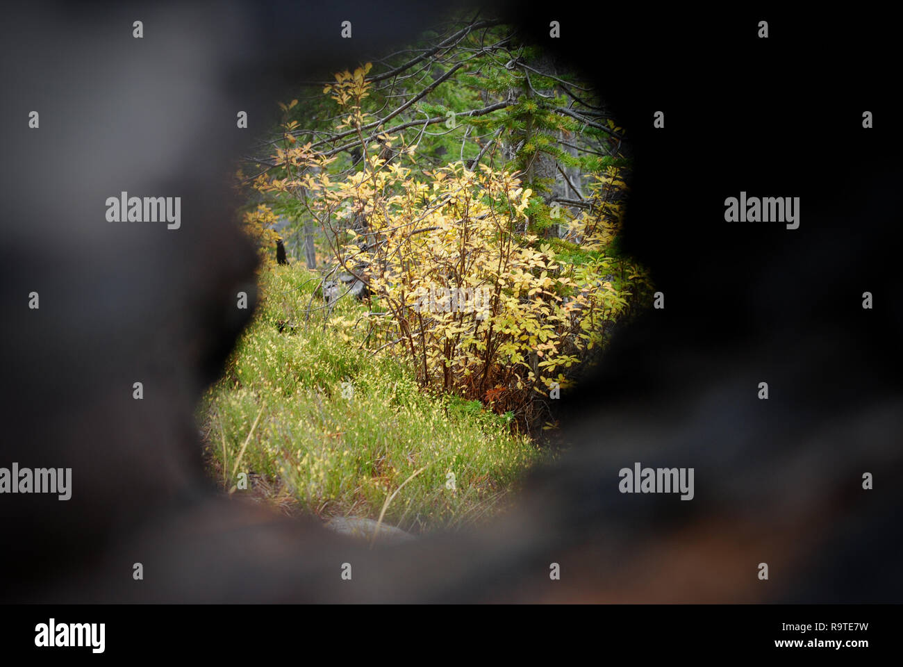 Herbst in Montana Stockfoto