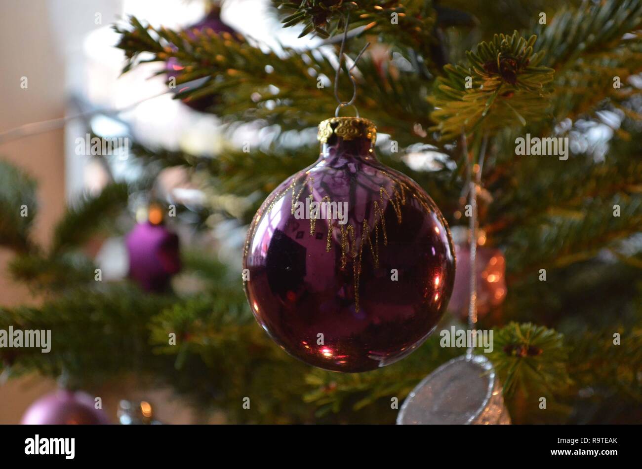Lila Weihnachtsbaum Kugel hängt an einer Tanne Filiale zu Hause, schöne Dekoration und Inspiration für das Wohnzimmer Feiertage Stockfoto