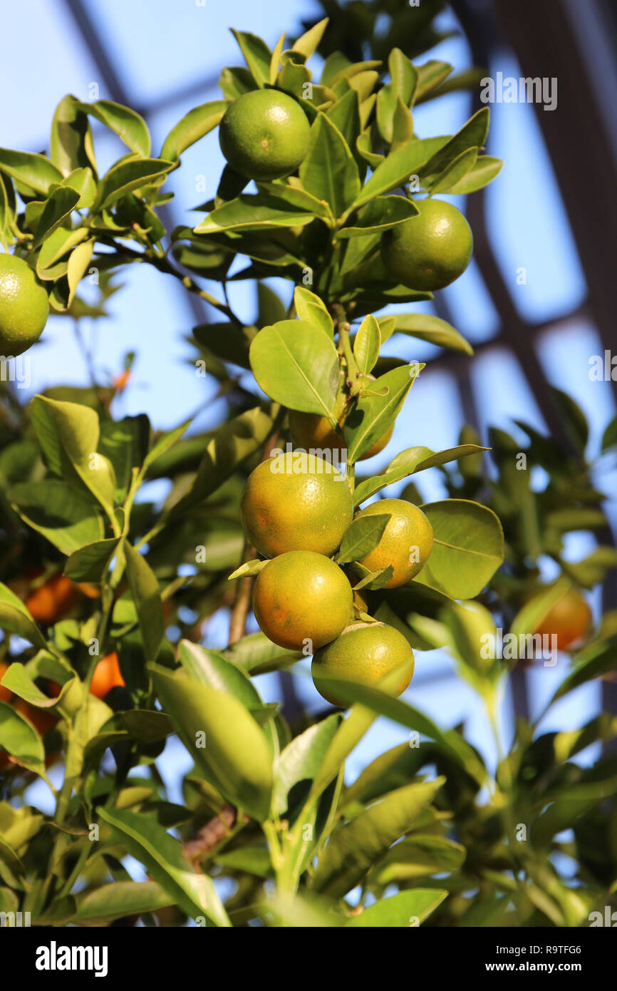Eine Zweigniederlassung einer calamondin Orange Tree mit Obst gefüllt
