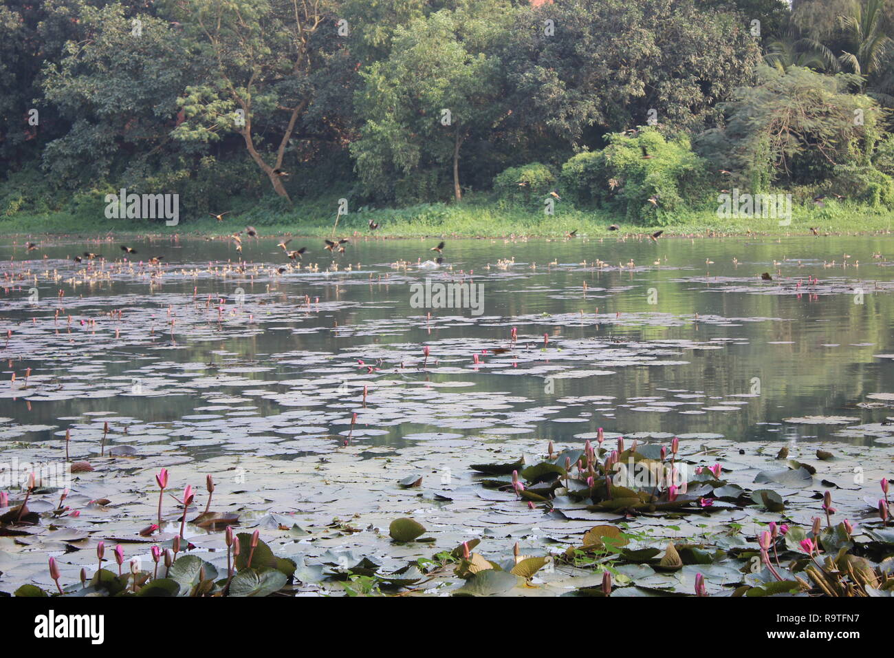 Jahangirnagar university Lake Stockfoto