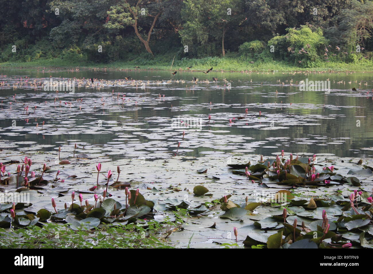 Jahangirnagar university Lake Stockfoto