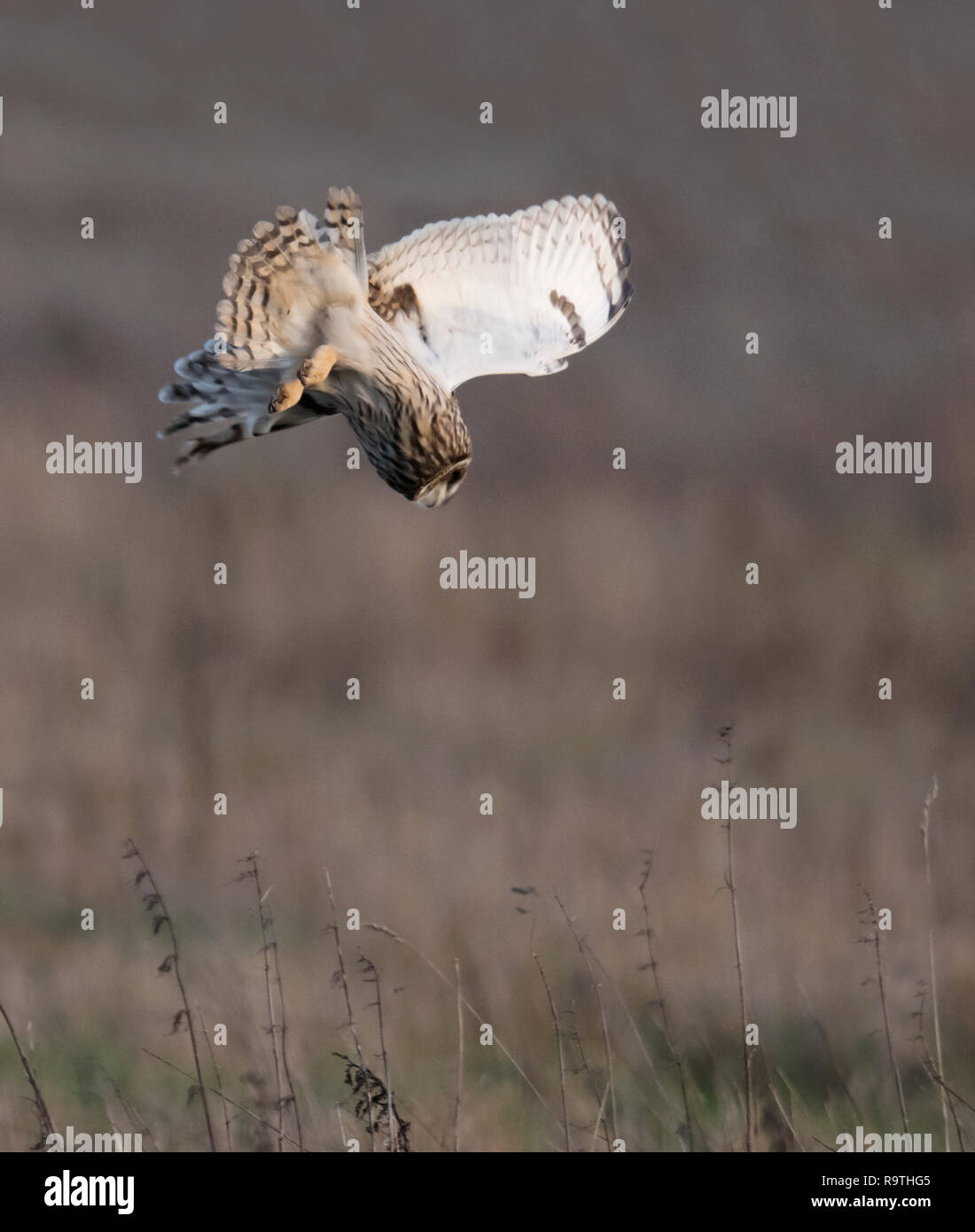 Eine wilde Short Eared Owl (Asio Flammeus) die Tauchgänge auf ahnungslose Beute, Gloucestershire Stockfoto