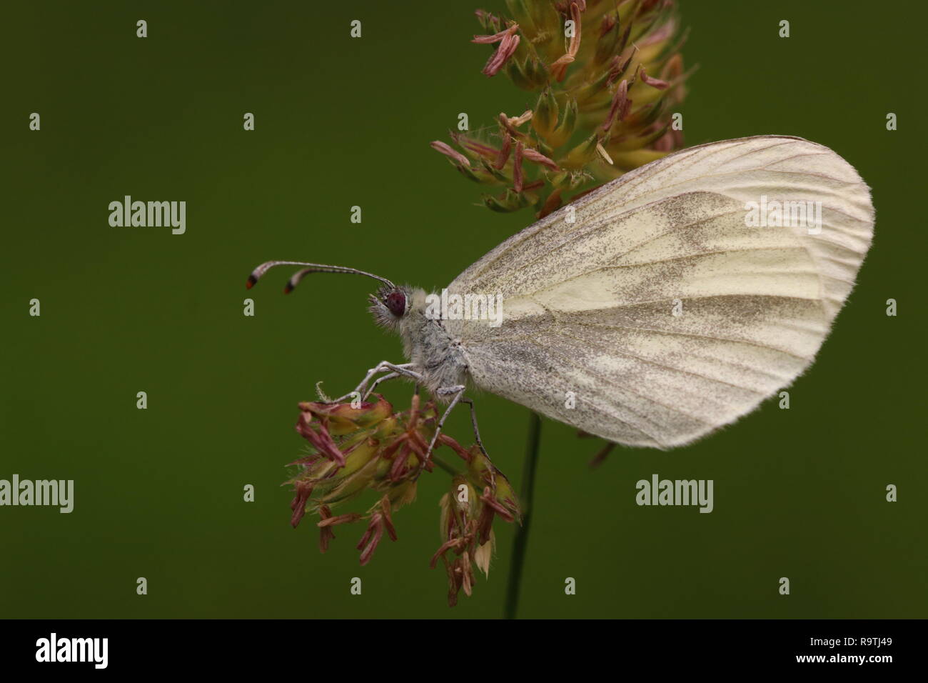 Holz, weißer Schmetterling Stockfoto