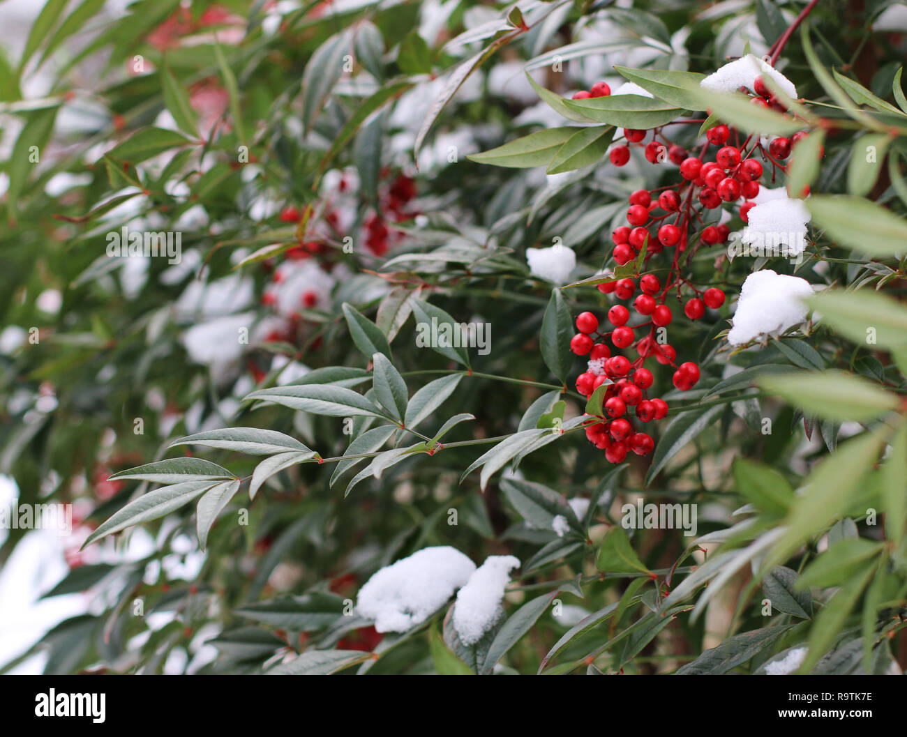 Nandina strauch Fotos und Bildmaterial in hoher Auflösung Alamy