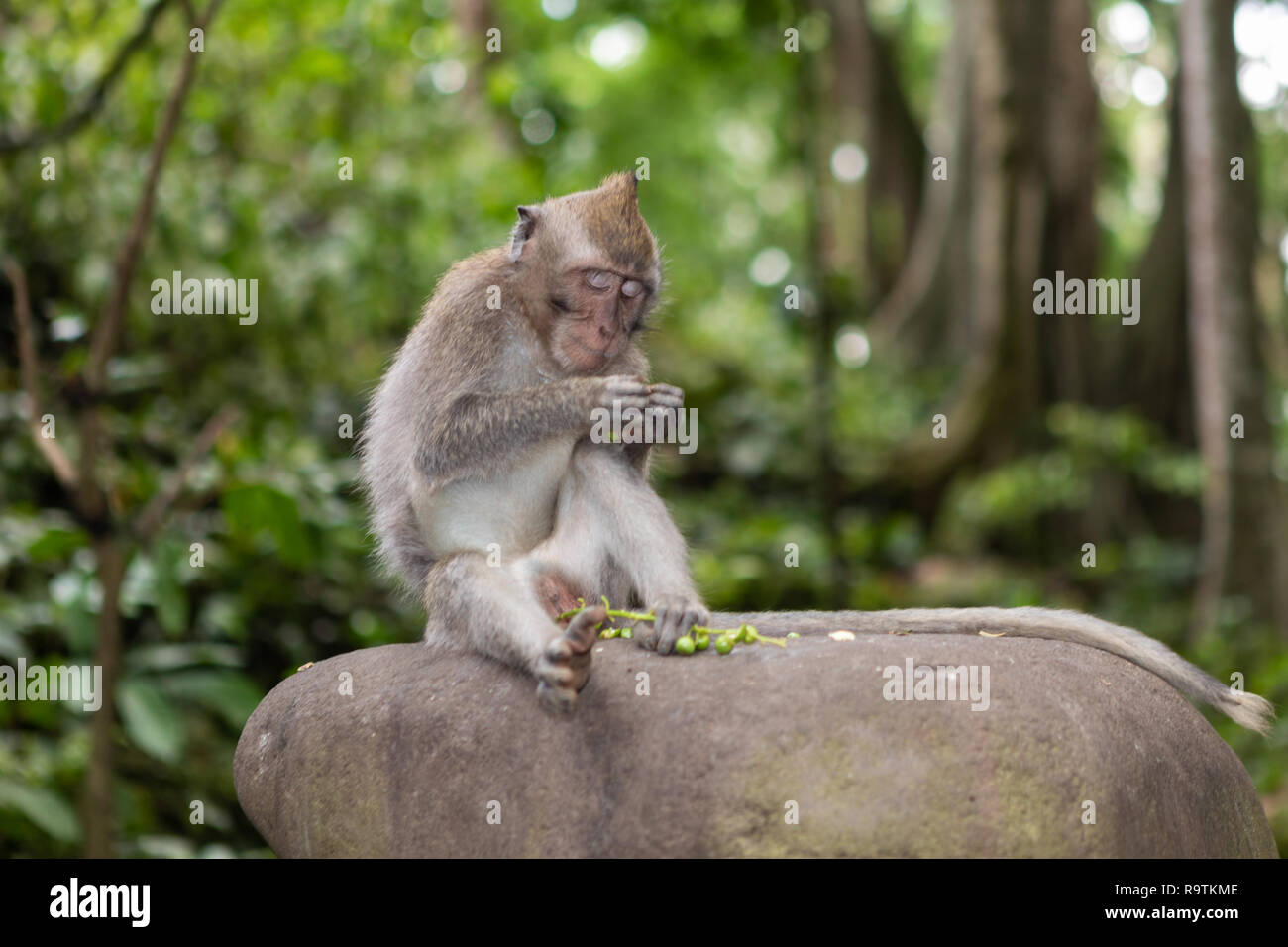 Porträt eines Babys Long-Tailed Monkey Peeling Samen in den Heiligen Affenwald in Ubud, Bali, Indonesien Stockfoto