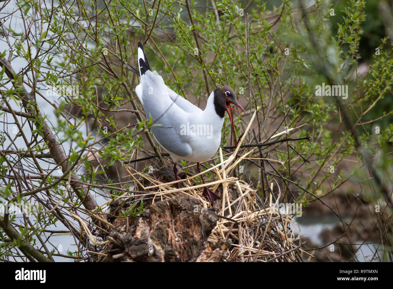 Schwarze Leitung gull Nestbau im Frühjahr, Großbritannien Stockfoto