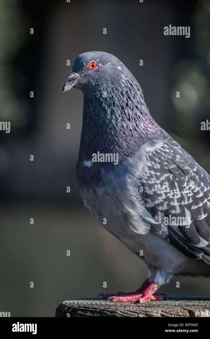 Nahaufnahme einer Taube hocken auf einem Zaun. Stockfoto