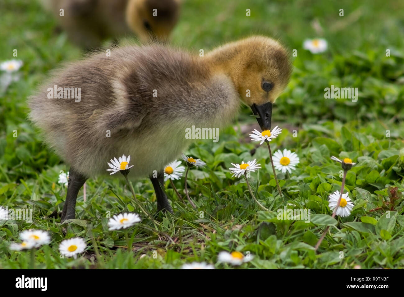 Baby Gosling nach Essen suchen Stockfoto