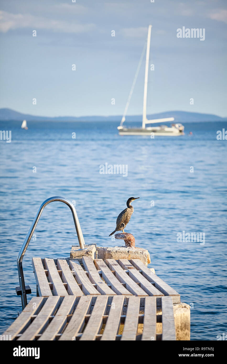 Kormoran auf einem alten Badesteg, Mallorca, Balearen, Spanien. Stockfoto