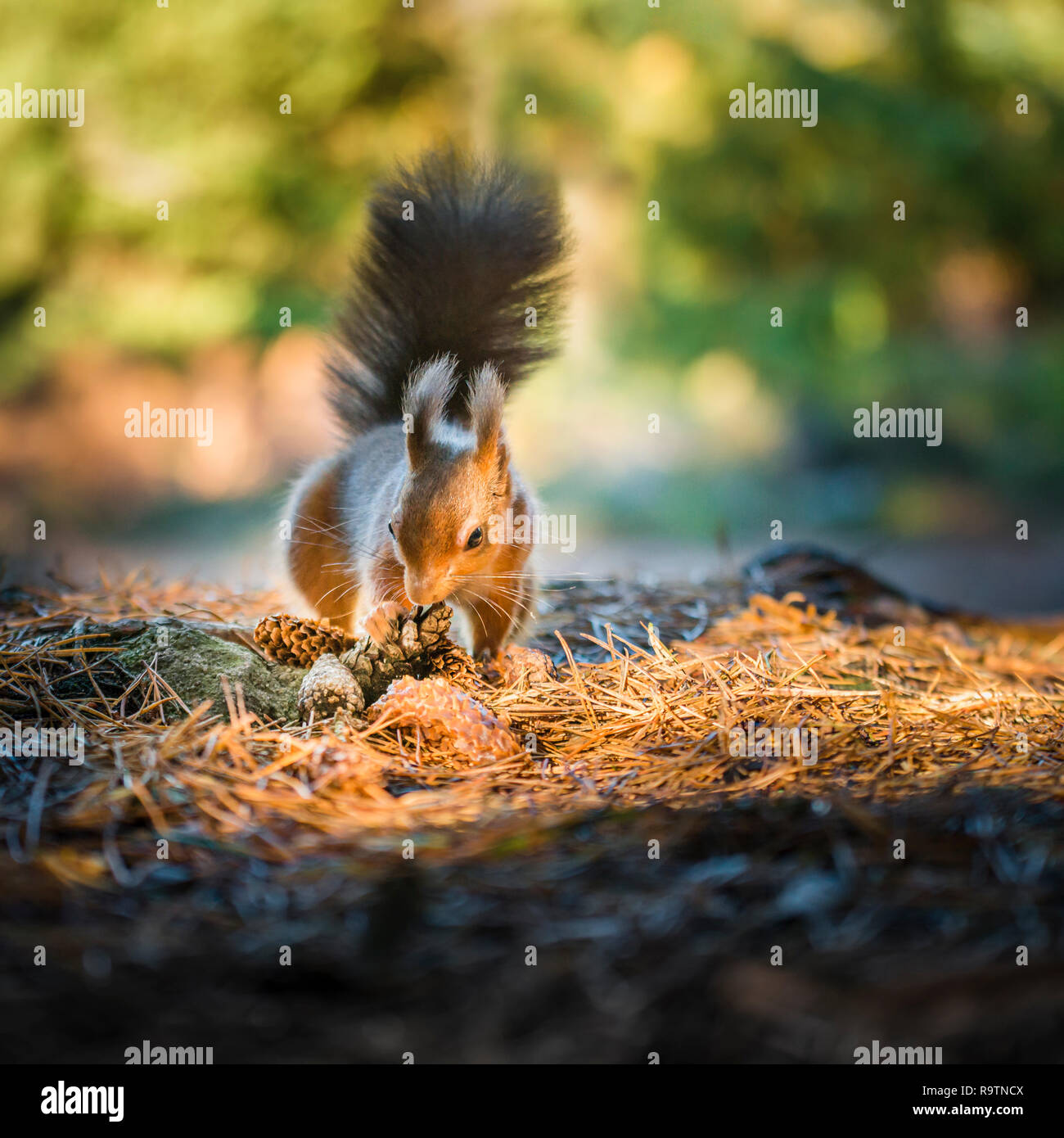 Eine junge gefährdete Rote Eichhörnchen suchen nach Essen auf einem Sun dappled Teppich der Gefallenen herbstliche Tannennadeln tief im Wald. Stockfoto
