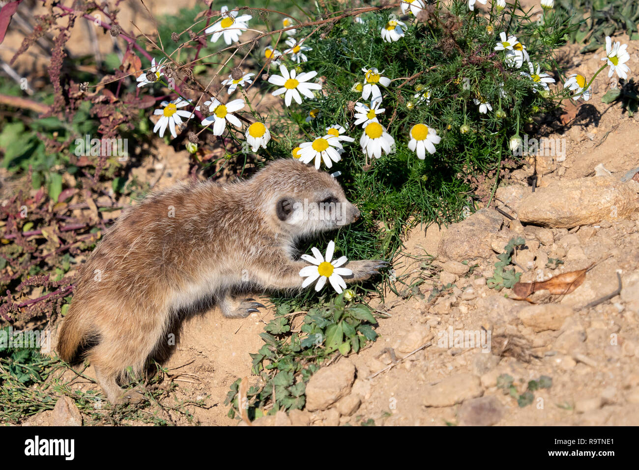 Junge Suricata und Kamille. Neugierige Erdmännchen (Suricata suricatta). Stockfoto