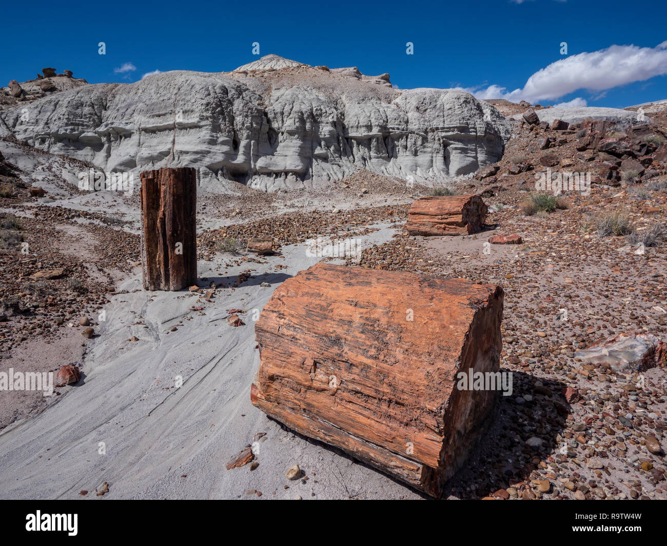 Werk in versteinertes Holz wächst, alte Straße in die Jasper Forest, Petrified Forest National Park, Arizona. Stockfoto