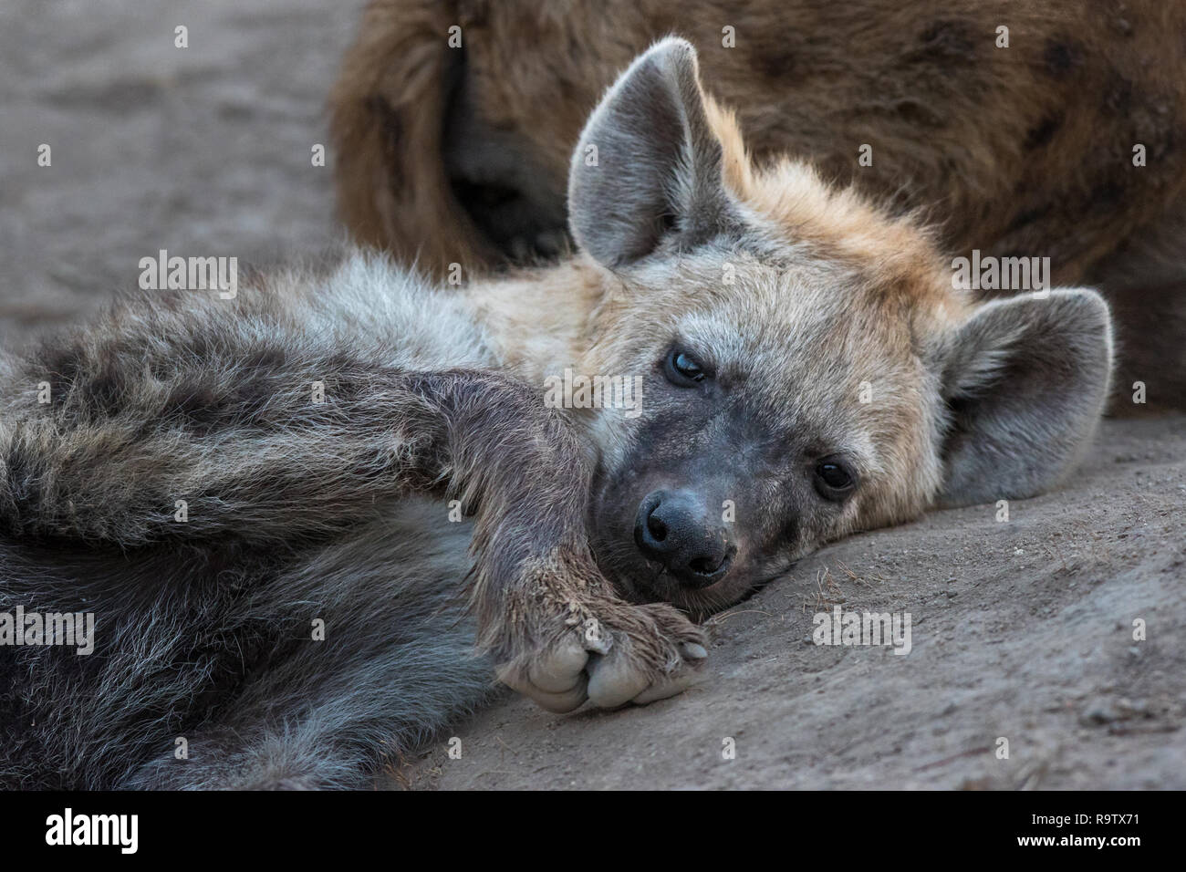 Einsame junge hyäne mit traurigen Ausdruck auf seinem Gesicht. Stockfoto