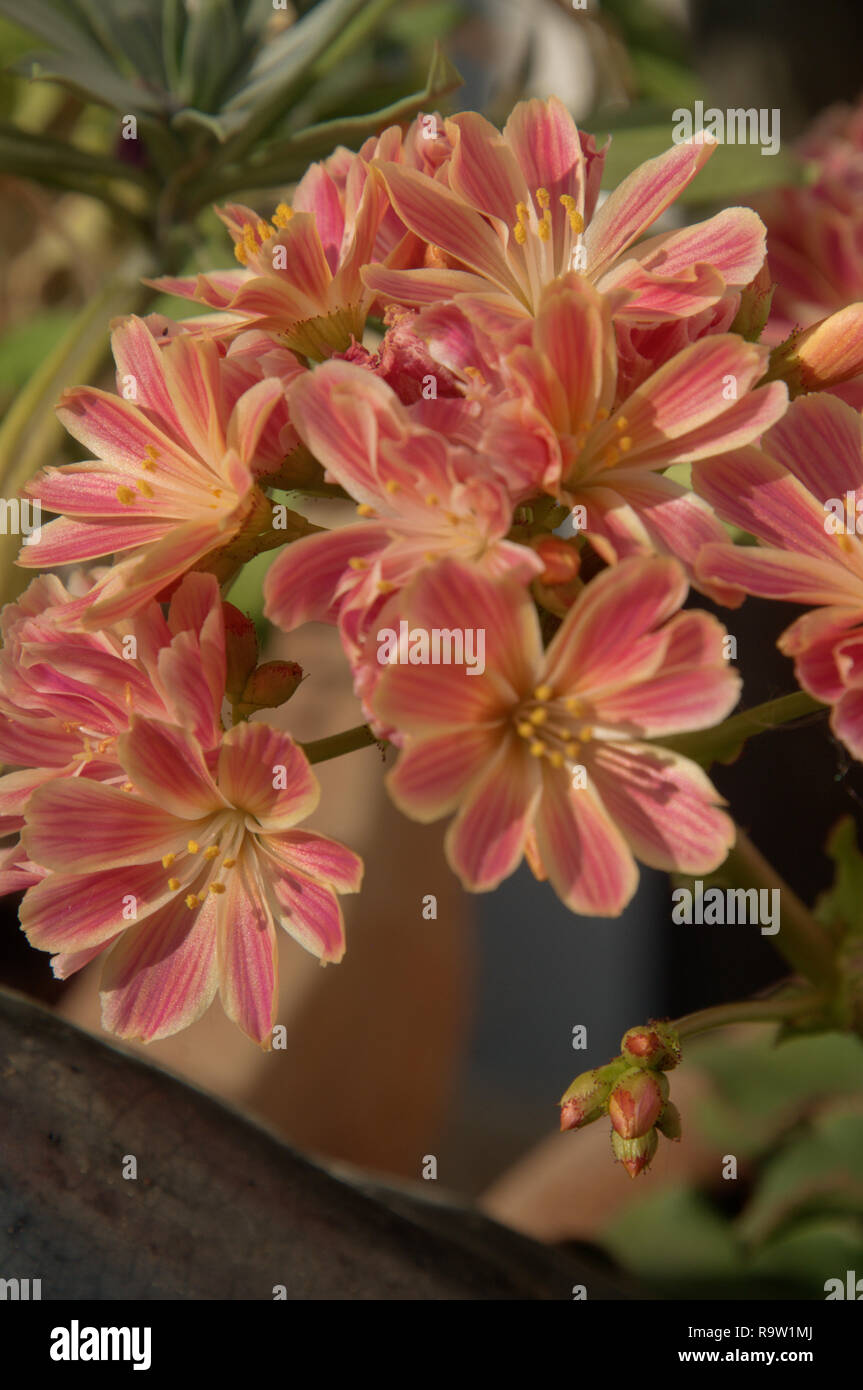 Siskiyou lewisia oder Klippenmädchen (Lewisia cotyledon), die im Schweizer Garten blühen Stockfoto