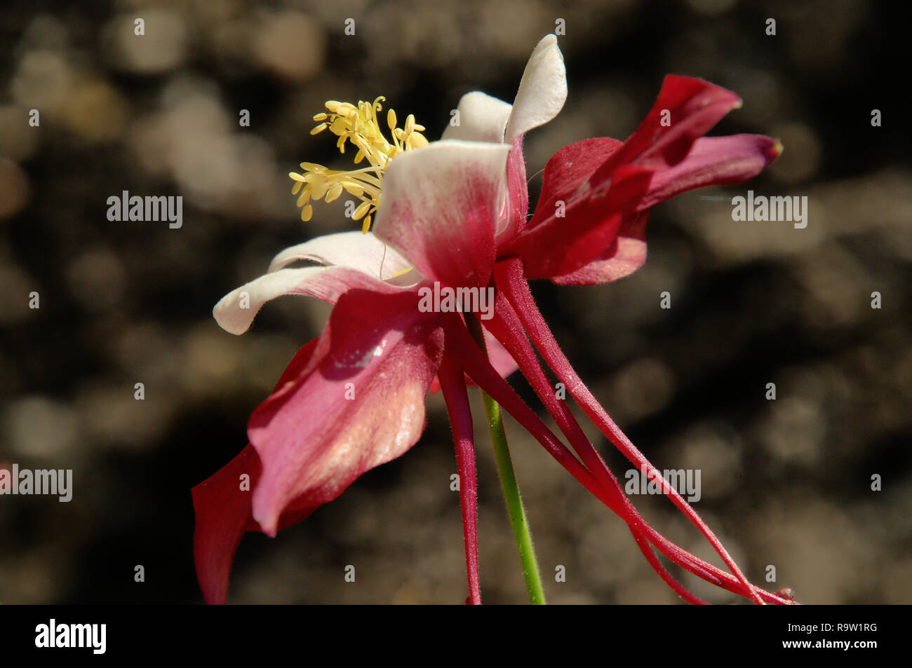 Bicolored Granny's Bonnet or Columbine /Aquilegia sp.) in herbaceous Border Stockfoto