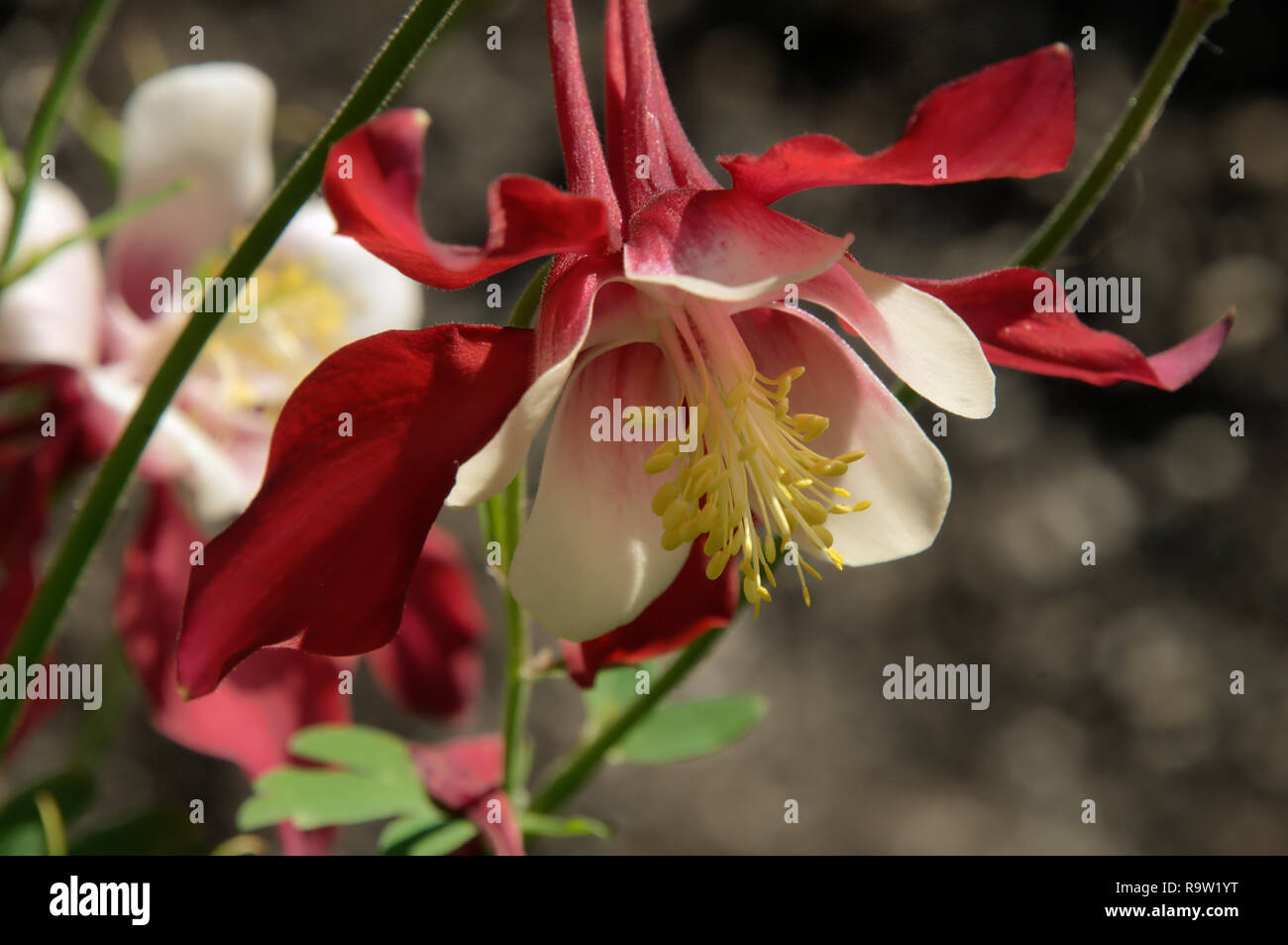 Bicolored Granny's Bonnet or Columbine /Aquilegia sp.) in herbaceous Border Stockfoto