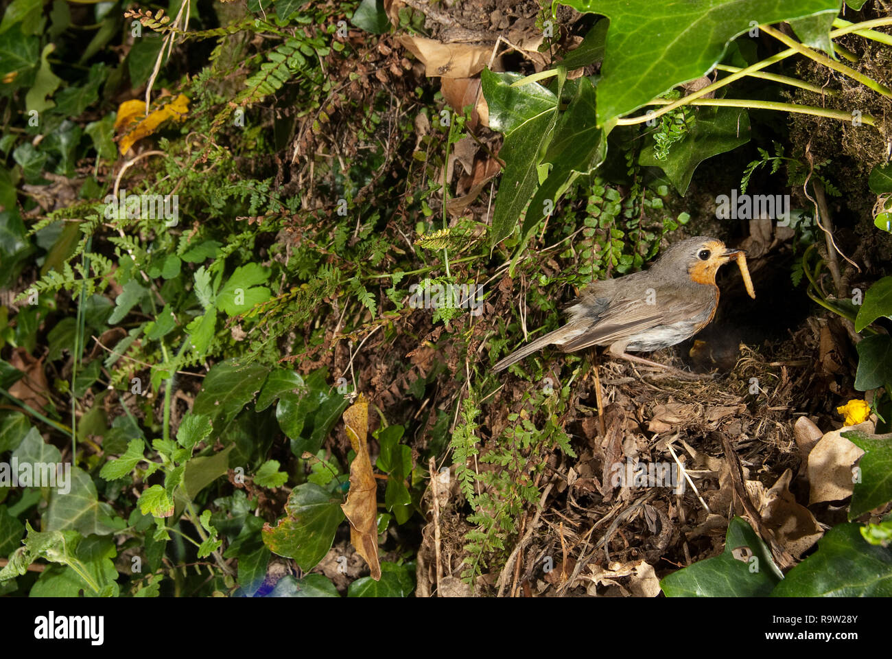 Robin - Erithacus rubecula, erreichen das Nest mit Nahrungsmitteln Stockfoto
