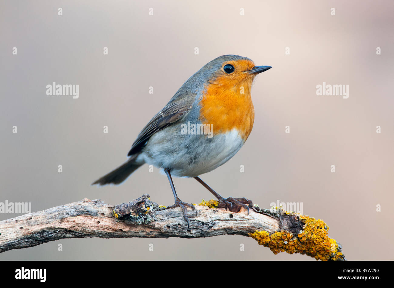 Robin - Erithacus rubecula, stehend auf einem Zweig Stockfoto