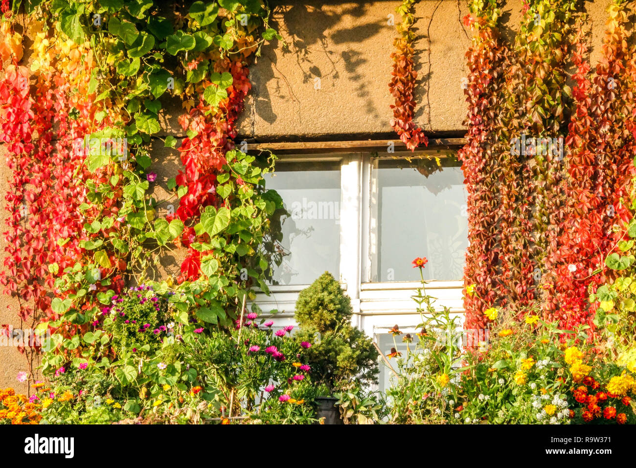 Überwuchertes Fenster und farbenfrohe Kletterpflanzen im Herbst, Berliner Herbstkletterer Stockfoto