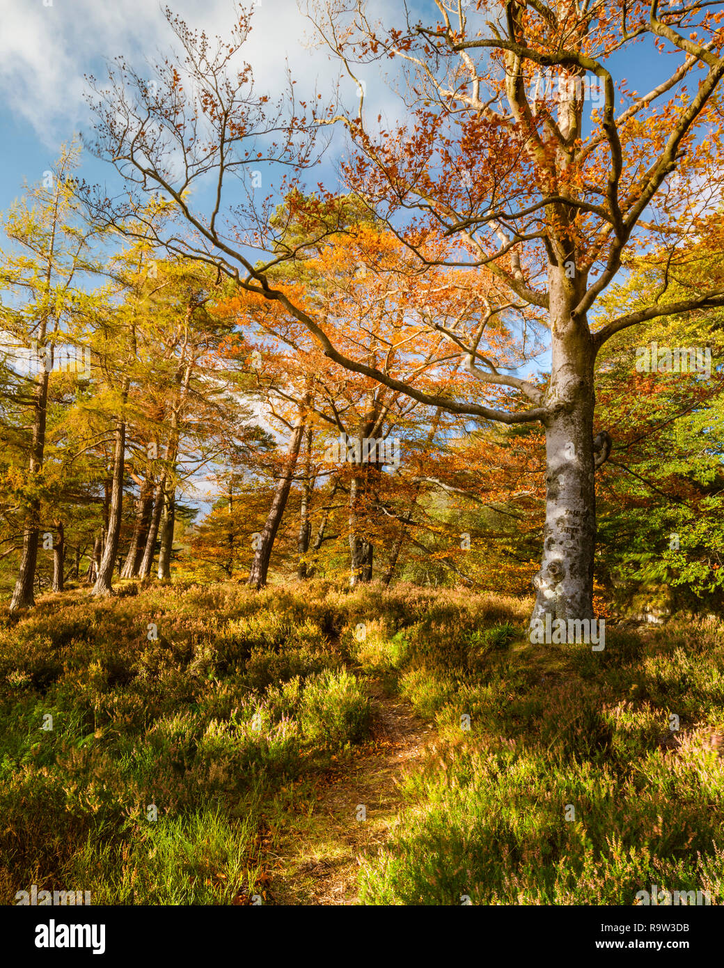 Spät herbstlicher Sonnenuntergang wirft goldenes Licht auf felsigen aus Kulturen des Flusses Tees, die Grundlage für ein Gebiet von herausragender Schönheit als Low Force wissen Stockfoto