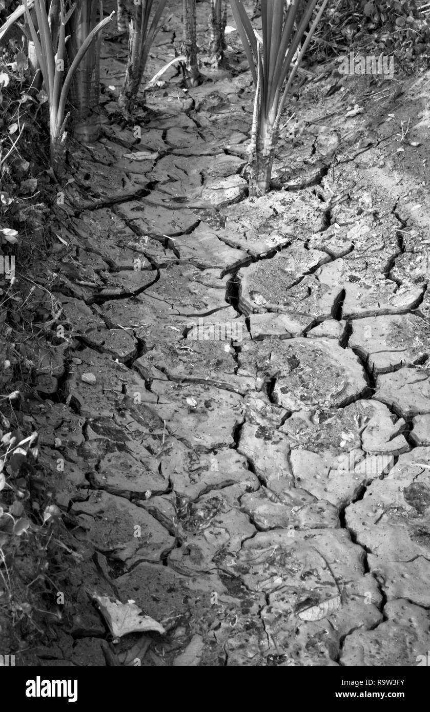 Ausgetrocknete Böden in der Nähe von Drumheller, Alberta, Kanada, während glühend heisse Sommer 2017 schürte Ängste der Dürre und der globalen Erwärmung auf die Wiesen. Stockfoto