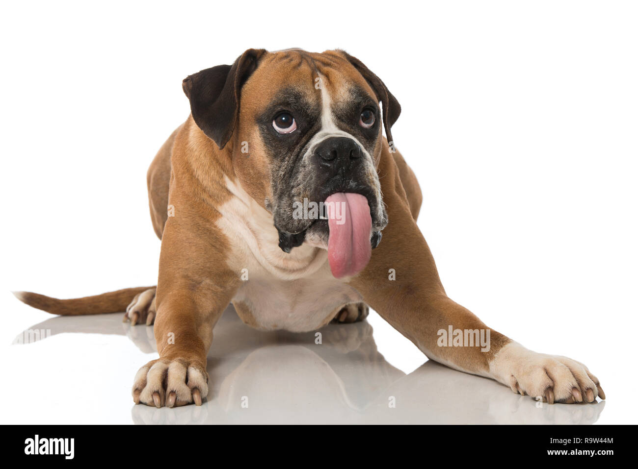 Lecken Boxer Hund isoliert auf weißem Hintergrund Stockfoto